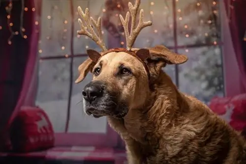Köpekler İçin Şenlikli Yavru Köpeğinizi Sağlıklı Tutmak İçin 13 Noel Güvenliği İpucu