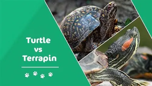 Terrapin vs Turtle: شرح الاختلافات