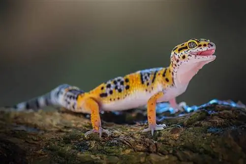 Leopard Geckos UVB ያስፈልገዋል? መጋለጥ & የመብራት መስፈርቶች