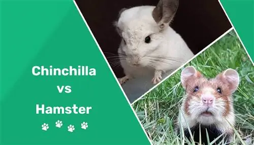 Chinchilla εναντίον Hamster: Ποιο κατοικίδιο είναι το καλύτερο για εσάς; (Με εικόνες)