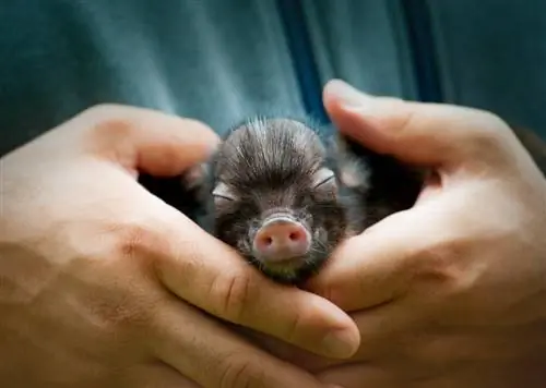 هل الخنازير الصغيرة تصنع حيوانات أليفة جيدة؟ 9 اعتبارات مهمة