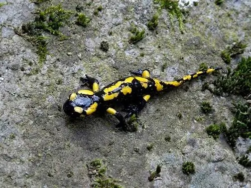 A bëjnë Salamanders & Newts kafshë shtëpiake të mira? Fakte & FAQ