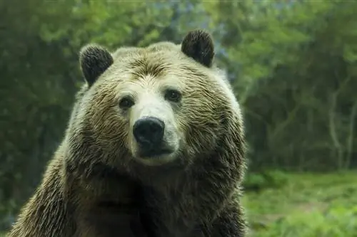 Οι αρκούδες επιτίθενται και τρώνε κουνέλια; Facts & FAQ