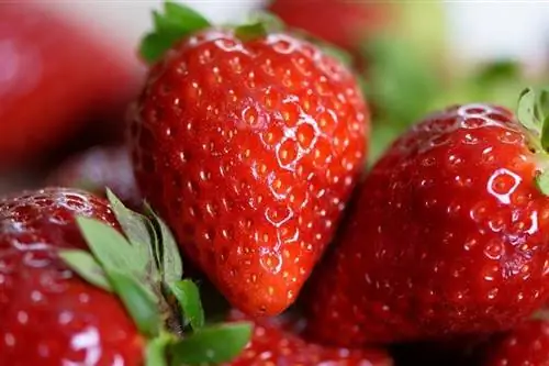 Kas hobused saavad maasikaid süüa? Tervis & Toitumisalased faktid