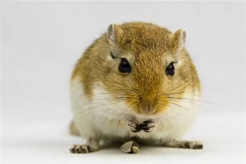 10 Melhores Gerbil Foods de 2023 – Avaliações & Principais escolhas