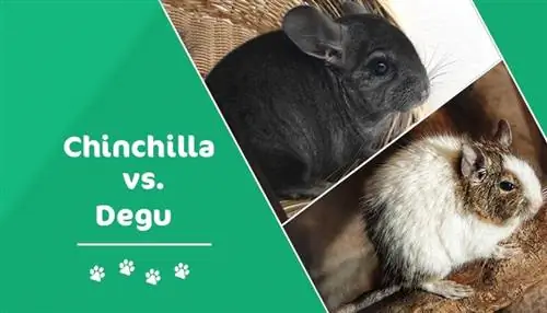 Chinchilla vs. Degu: Hvilket kæledyr er bedst for dig? (Med billeder)