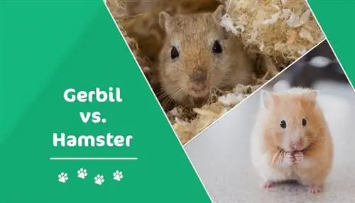 Gerbil vs hàmster: quina mascota hauríeu d'aconseguir? (Pros & Contres)