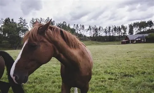 5 Giống Ngựa Thụy Điển (kèm Ảnh)