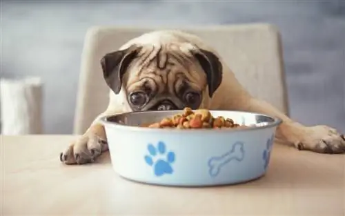 6 melhores alimentos para cães para pugs em 2023 – avaliações & principais escolhas