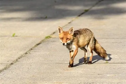 Foxes and Mange: Apa Itu, Apa Yang Perlu Dilakukan & Soalan Lazim
