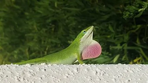 Çfarë hanë Anoles Gjelbër në të egra dhe si kafshë shtëpiake? Dieta & Fakte shëndetësore