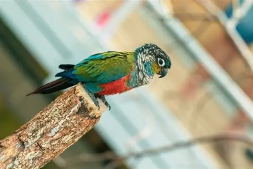 როგორ ავირჩიოთ გალიის სწორი ზომა Conure Birds: მინიმალური მოთხოვნები & რჩევები დანართის შესახებ