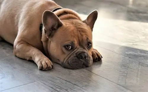 Mon chien urine en position couchée – 6 causes & Solutions approuvées par le vétérinaire