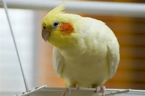 Lutino Cockatiel Bird: Resimler, Kişilik, Diyet & Bakım Rehberi