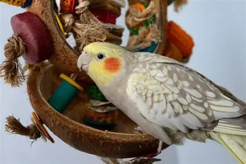 İnci Sultan papağanı – Resimler, Kişilik, Diyet & Bakım Rehberi