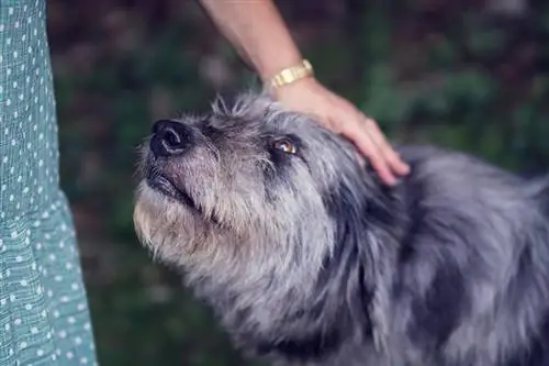 Les caresses réduiront-elles le stress de mon chien ? Faits revus par le vétérinaire & FAQ