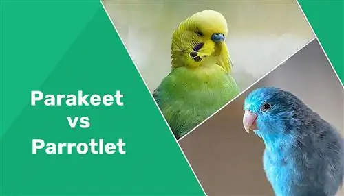 Papagáj vs. Papagáj madár: legfontosabb különbségek (képekkel)