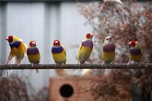 7 מיני ציפורים שקטות לחיות מחמד (עם תמונות)