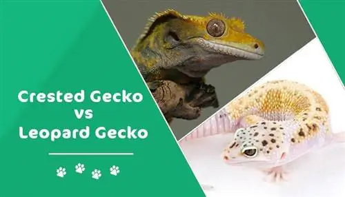 Crested Geckos vs Leopard Geckos: الاختلافات (بالصور)