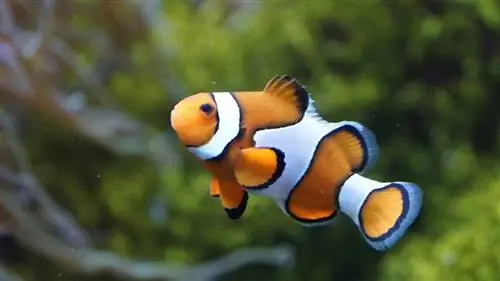 13 types d'espèces de poissons clowns (avec photos)