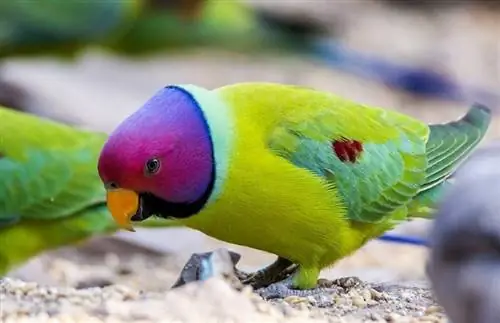 27 barv, vrst in vrst papagajev & vzorcev (s slikami)