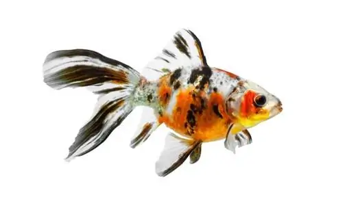 Shubunkin Goldfish: Сүрөттөр, сорттор, жашоо узактыгы & Care Guide