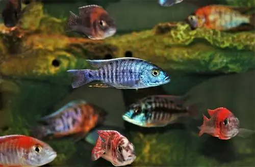 Таны аквариумд зориулсан 40 төрлийн цихлид (Зургийн хамт)