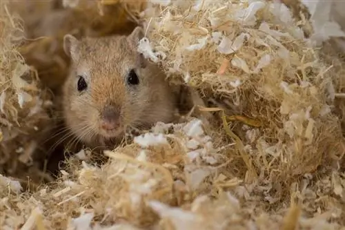 Cât costă un gerbil? Ghid de prețuri 2023