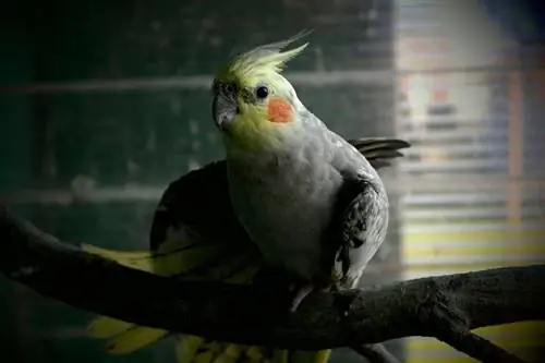 Ocell cockatiel: imatges, trets, fets & Guia de cura