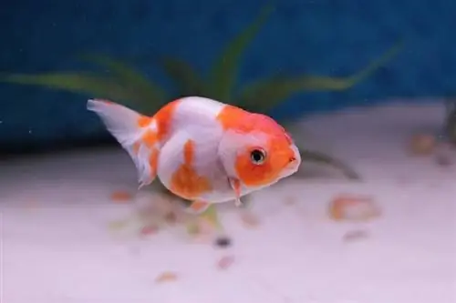 Ranchu Goldfish: сүрөттөр, кам көрүү боюнча колдонмо, сорттор, жашоо узактыгы & Дагы