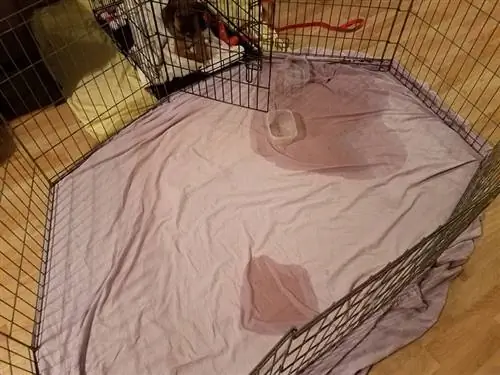 Il mio cane continua a fare pipì nella gabbia: 6 veterinari esaminati causano & soluzioni