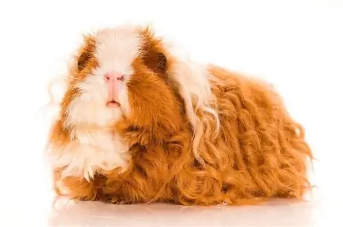 Texel Guinea Pig: Cuidado, Imágenes, Temperamento, Hábitat, & Rasgos