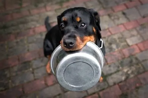9 Beste voeding voor Rottweiler-puppy's in 2023 - Recensies & Topkeuzes