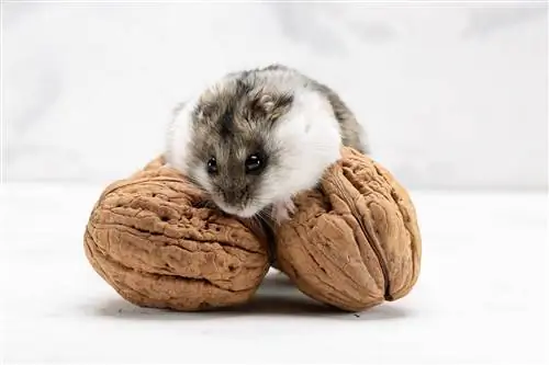 Kan hamstrar äta valnötter? Fakta & FAQ