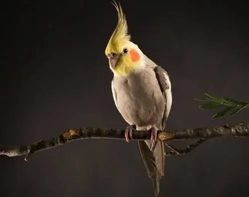 Especies de aves cacatúa canela: personalidad, imágenes, dieta & Guía de cuidados