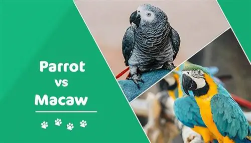Papagáj vs papagáj: kľúčové rozdiely (s obrázkami)
