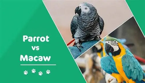 Parrot vs Macaw: Perbedaan Utama (Dengan Gambar)