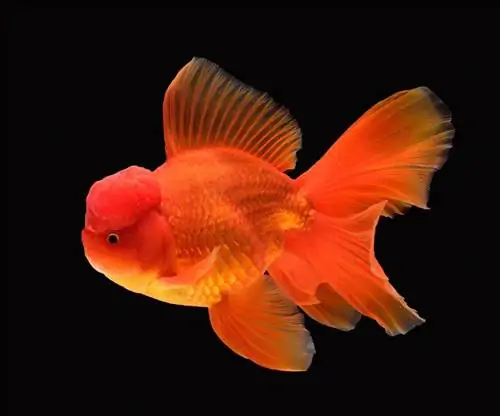 Zlatna ribica Oranda: slike, vodič za njegu, sorte, životni vijek & Više