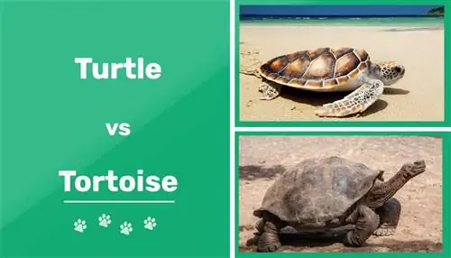 Korytnačka vs. korytnačka: kľúčové rozdiely (s obrázkami)