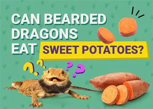 Ar barzdoti drakonai gali valgyti saldžiąsias bulves? Veterinarijos patvirtinti mitybos faktai & Informacija