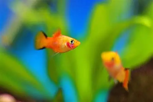 20 Arten von Platy-Fischen: Arten, Farben, & Schwanzarten (mit Bildern)