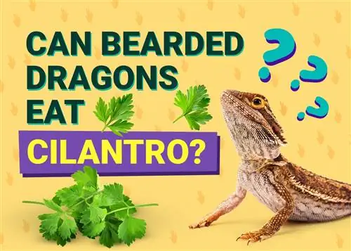 A mund të hanë dragonjtë me mjekër cilantro? Fakte ushqyese të miratuara nga veterineri & Informacion