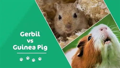 Gerbillo vs porcellino d'India: differenze chiave (con immagini)