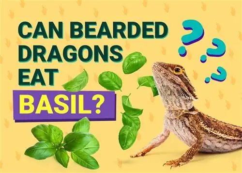 Maaari Bang Kumain ng Basil ang mga Bearded Dragons? Mga Katotohanan sa Nutrisyonal na Inaprubahan ng Vet & Impormasyon