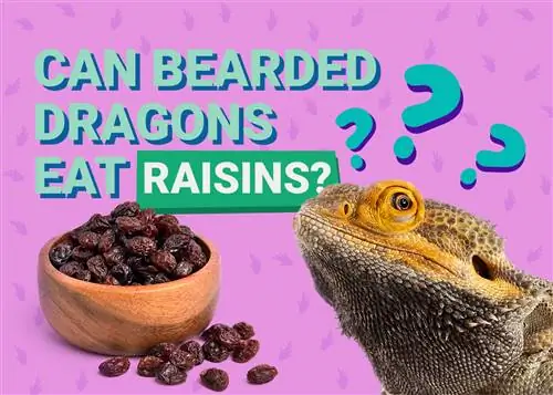 Bisakah Bearded Dragon Makan Kismis? Fakta Gizi yang Disetujui Dokter Hewan & Info