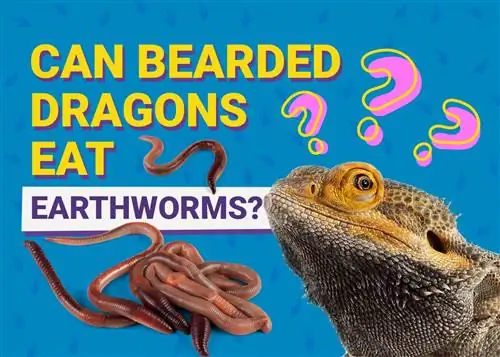 Maaari bang Kumain ng Earthworms ang mga Bearded Dragons? Mga Katotohanan sa Nutrisyonal na Inaprubahan ng Vet & Impormasyon