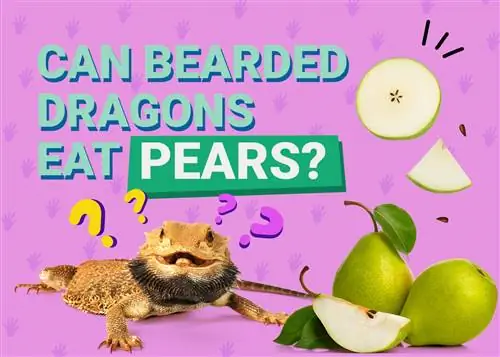 Tau Bearded Dragons Noj Pears? Vet-pom zoo Cov Khoom Noj Khoom Haus & Cov Ntaub Ntawv
