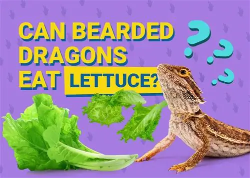Bolehkah Naga Berjanggut Makan Salad (Romaine, Iceberg dan Arugula)? Fakta Pemakanan yang Diluluskan oleh Vet Vet & Info