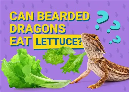 Maaari Bang Kumain ng Lettuce (Romaine, Iceberg, at Arugula) ang mga Bearded Dragons? Mga Katotohanan sa Nutrisyonal na Inaprubahan ng Vet & Impormasyon