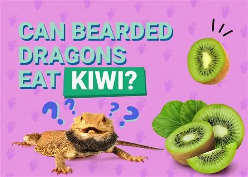 Je, Dragons Wenye Ndevu Wanaweza Kula Kiwi? Ukweli wa Lishe Ulioidhinishwa na Daktari & Maelezo